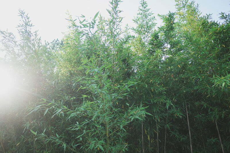 Wedding mariage Manoir Etang French Riviera 1011