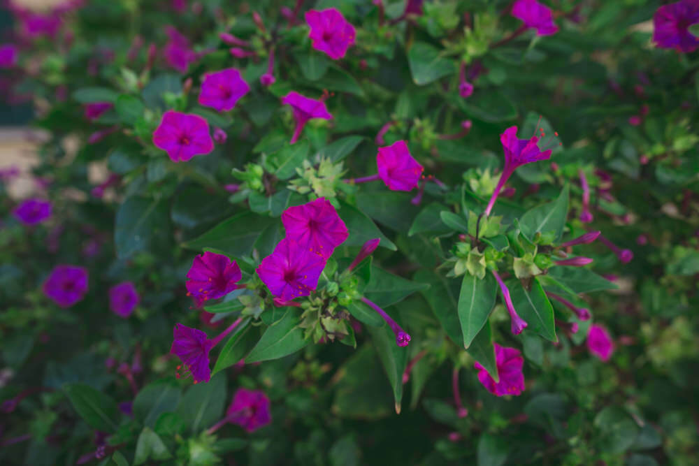 Day after anniversary Wedding session French Riviera 0049