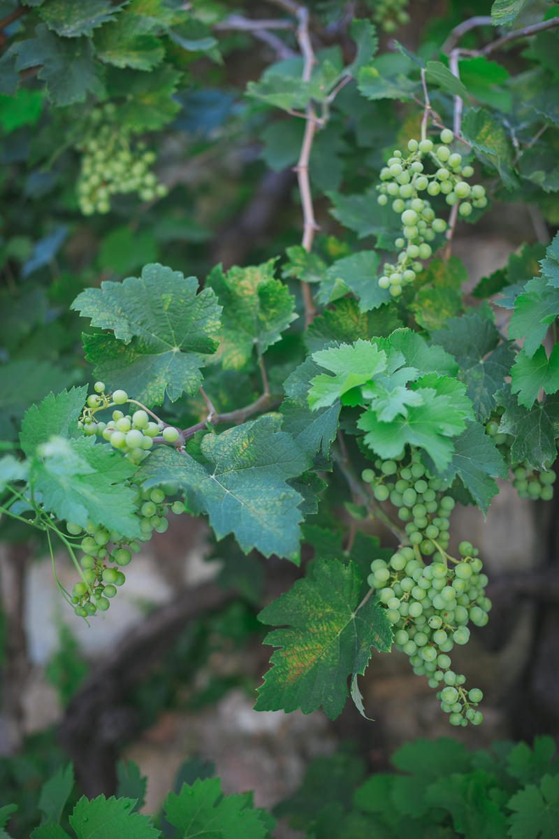 Mariage chateau Sainte Roseline Var Provence 1468