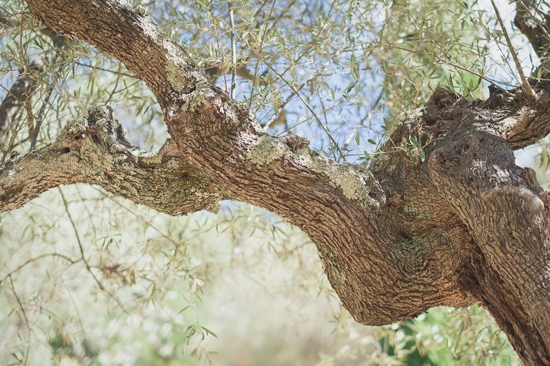 Mariage Wedding Chateau Peyrassol Provence 007