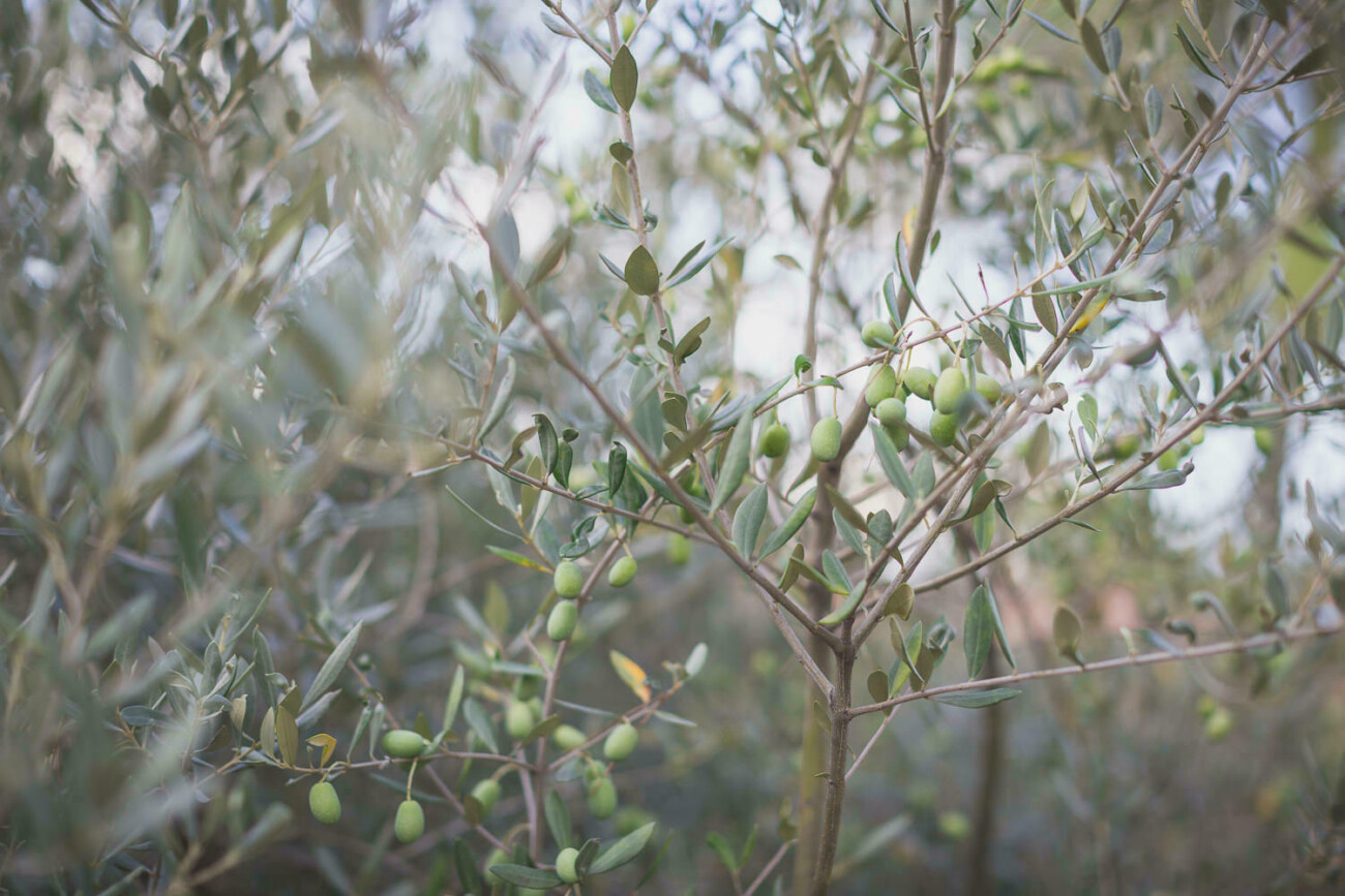 Mariage Wedding Chateau Font du Broc Provence 29