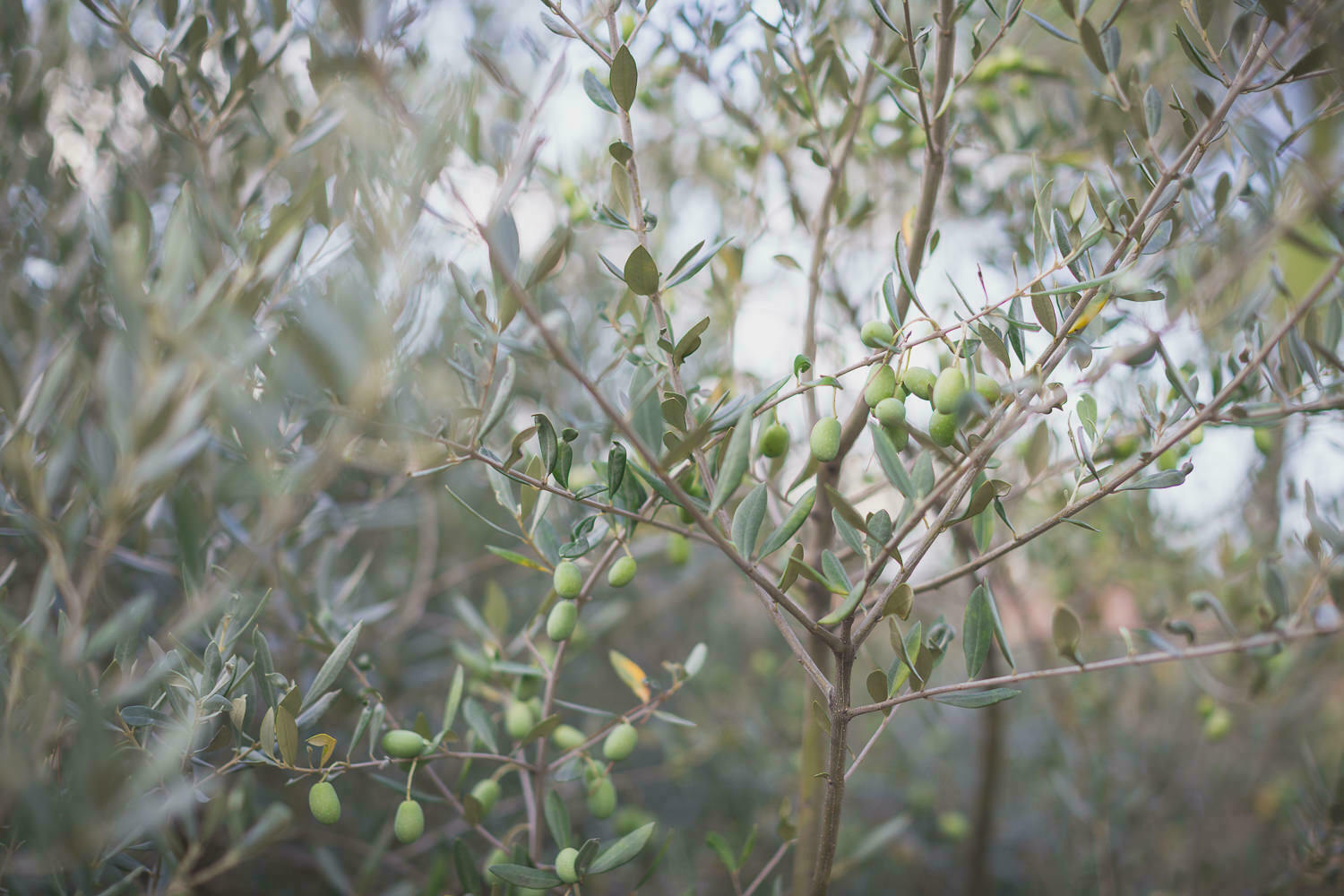 Mariage Wedding Chateau Font du Broc Provence 29