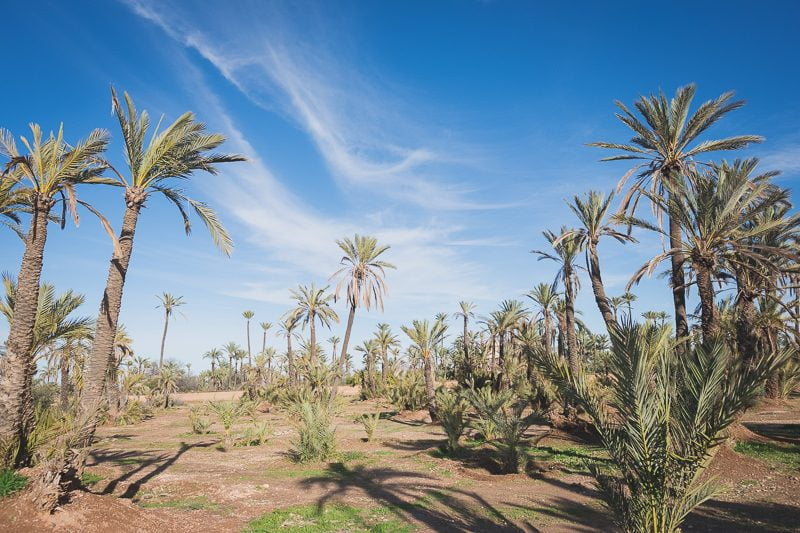 Marrakech plam trees grove Post wedding couple photo Morocco 25716