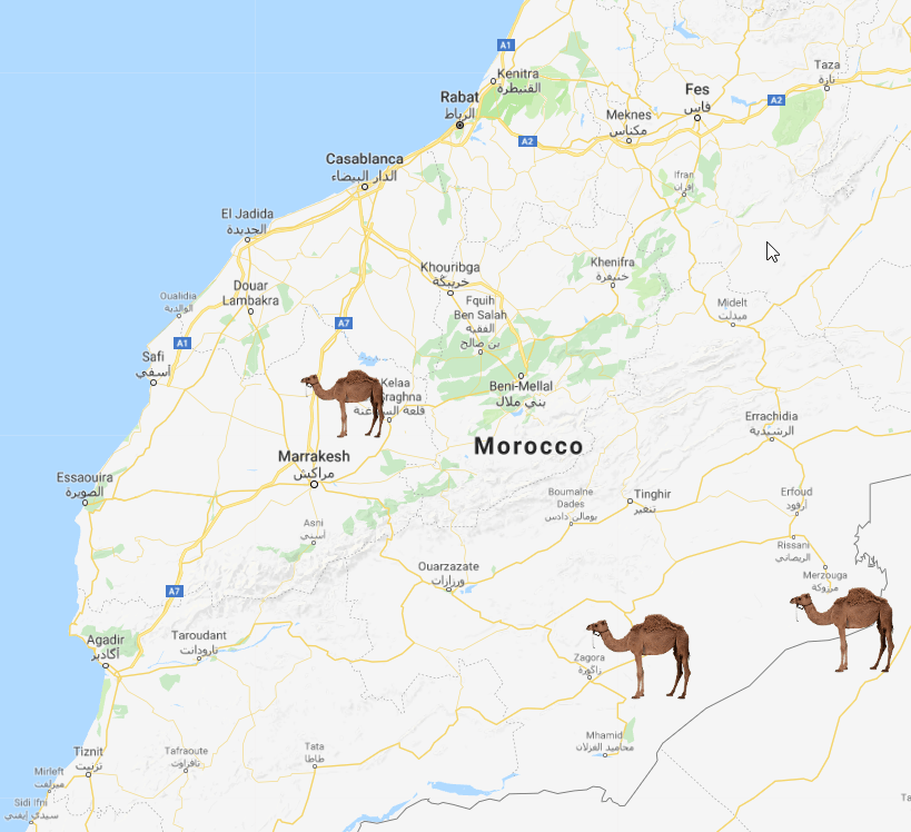 Camel Ride Wedding Morocco Marrakesh