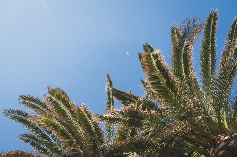 English Nigerian wedding proposal French Riviera Morocco 6