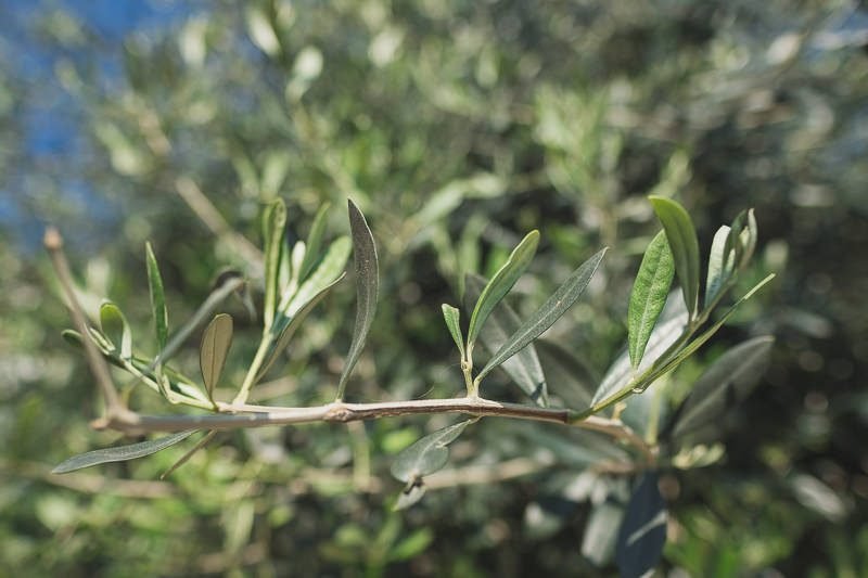 English Nigerian wedding proposal French Riviera Morocco 8