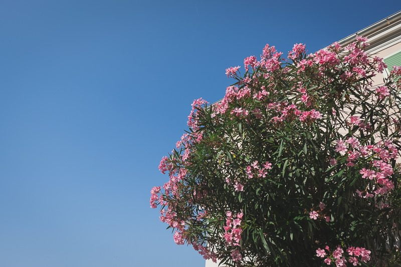 Engagement pre Wedding Menton French Riviera 1106