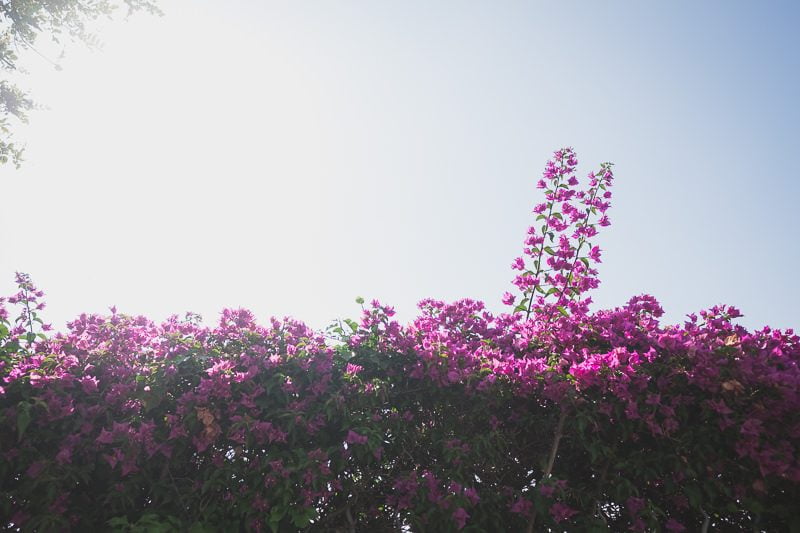 Engagement pre Wedding Menton French Riviera 1123