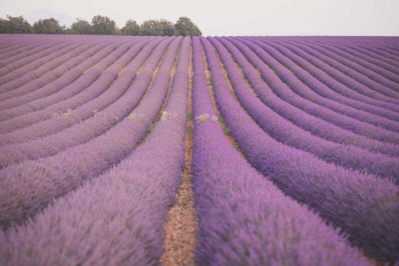 Lavender fields couple photo session south of France wedding 9467