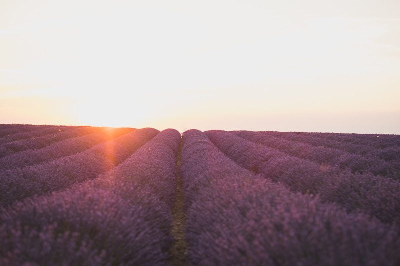 Provence lavender fields family session 9316