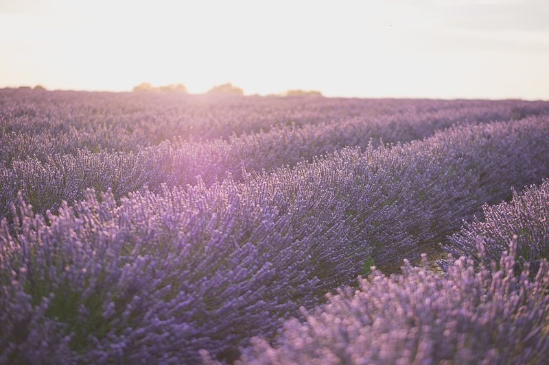 Provence lavender fields family session 9556