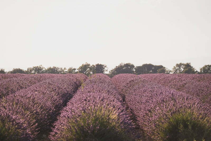 Lavender Wedding porposal Valensole Provence 1001