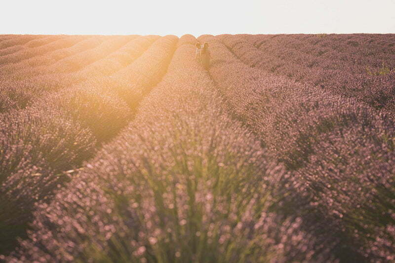 Lavender Wedding porposal Valensole Provence 1051