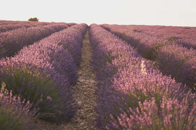 Lavender Wedding porposal Valensole Provence 1055