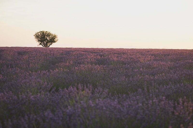 Lavender Wedding porposal Valensole Provence 1094