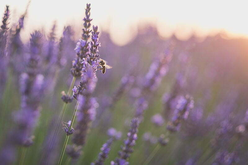 Lavender Honeymoon photo session Provence 5114