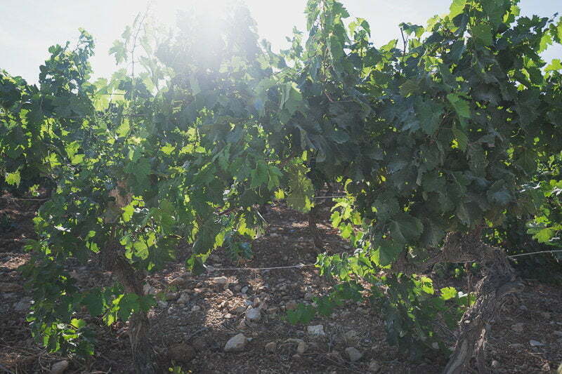 Wedding Mariage Chateau Rasque Var 127b