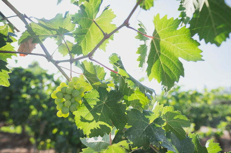 Wedding Mariage Chateau Rasque Var 128