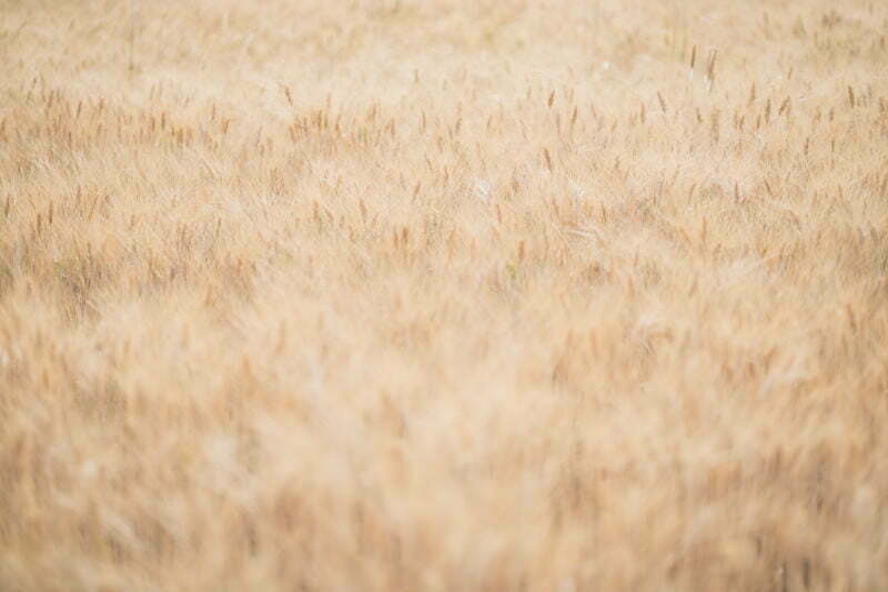 Lavender Engagement Session Valensole 2007b