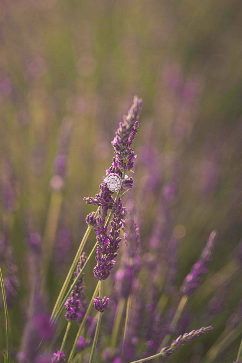 Lavender Engagement Session Valensole 2113
