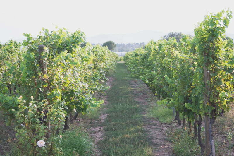 Vineyard Engagement session French Riviera 1138