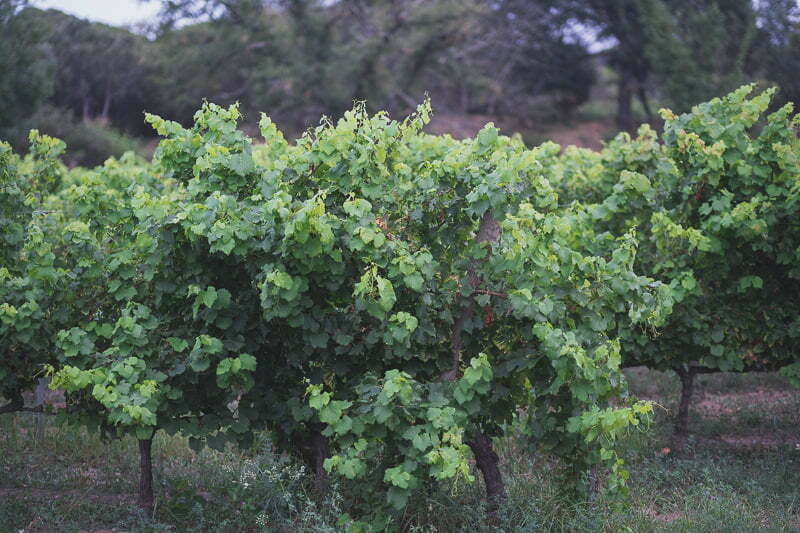 Vineyard Engagement session French Riviera 1223