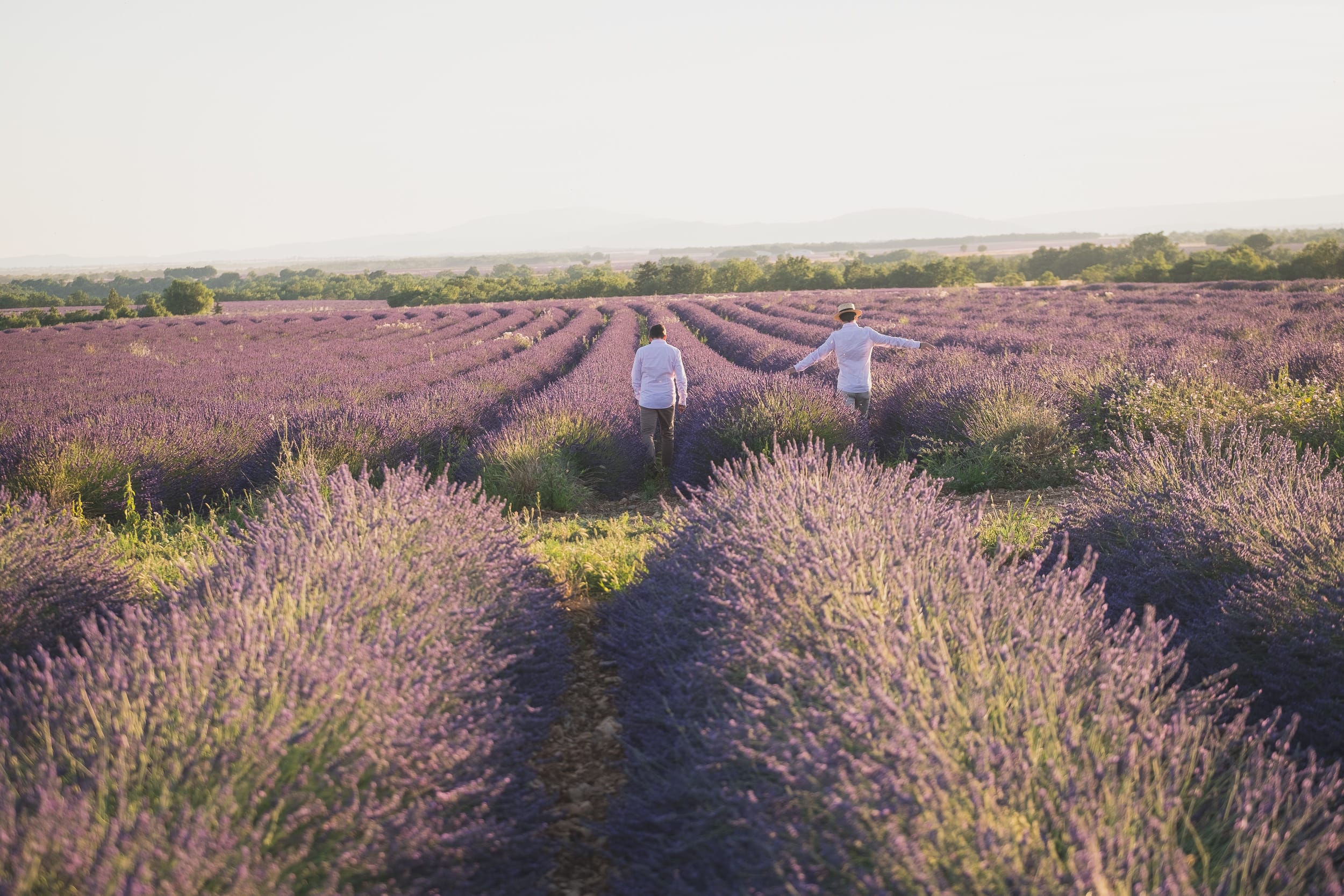 Same sex Lavender gay couple Valensole 1094