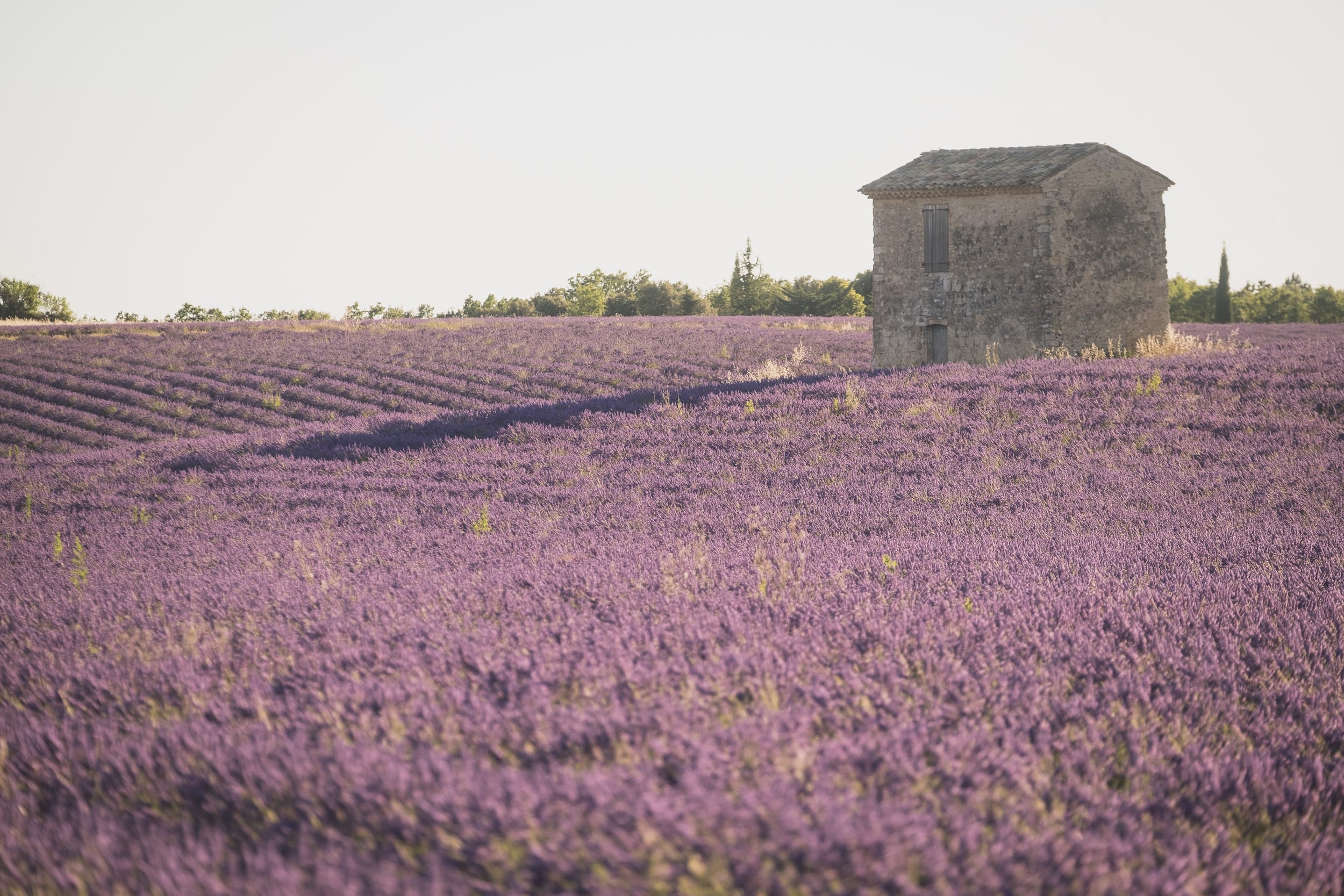 Same sex Lavender gay couple Valensole 2 2