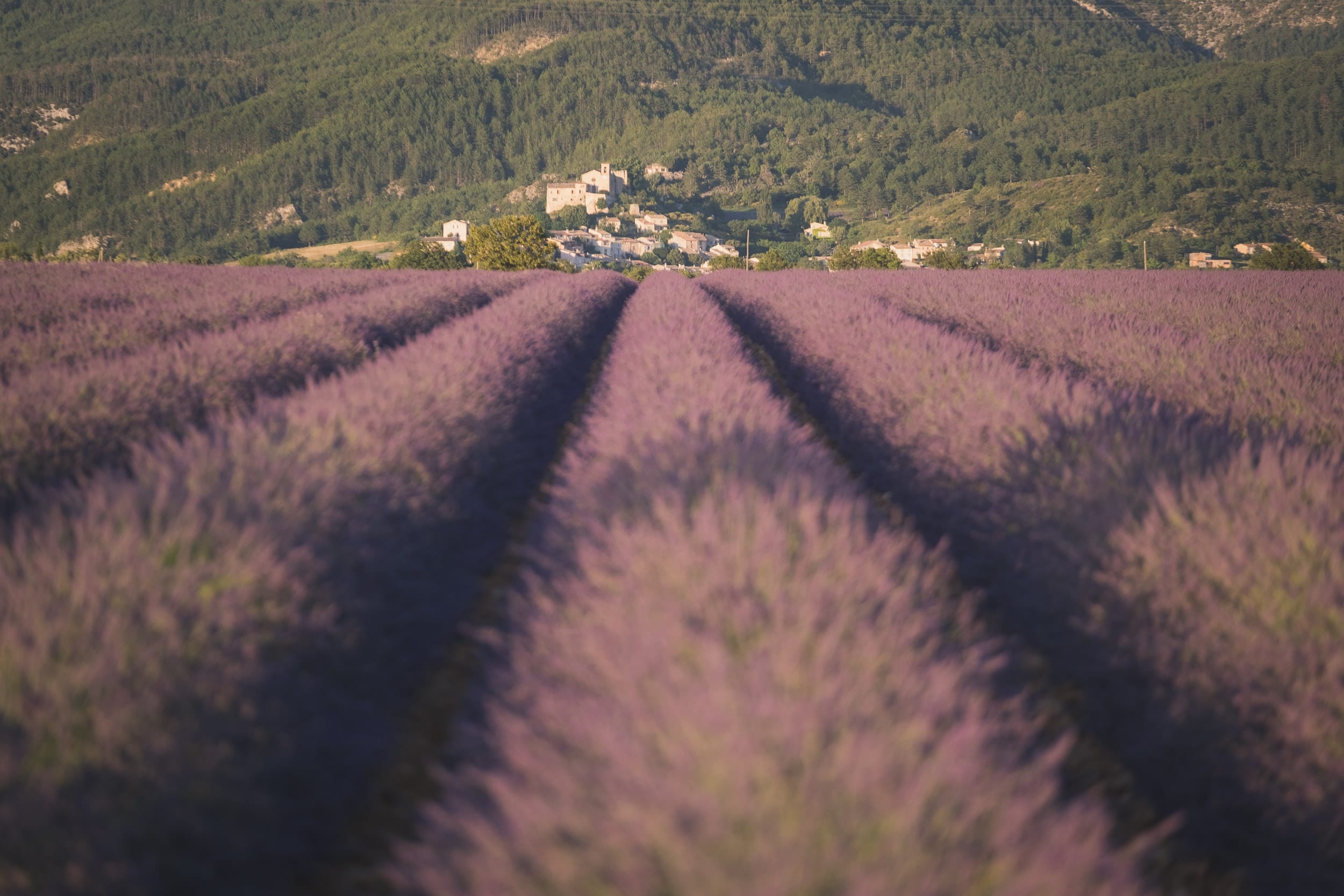 Same sex Lavender gay couple Valensole 2 4