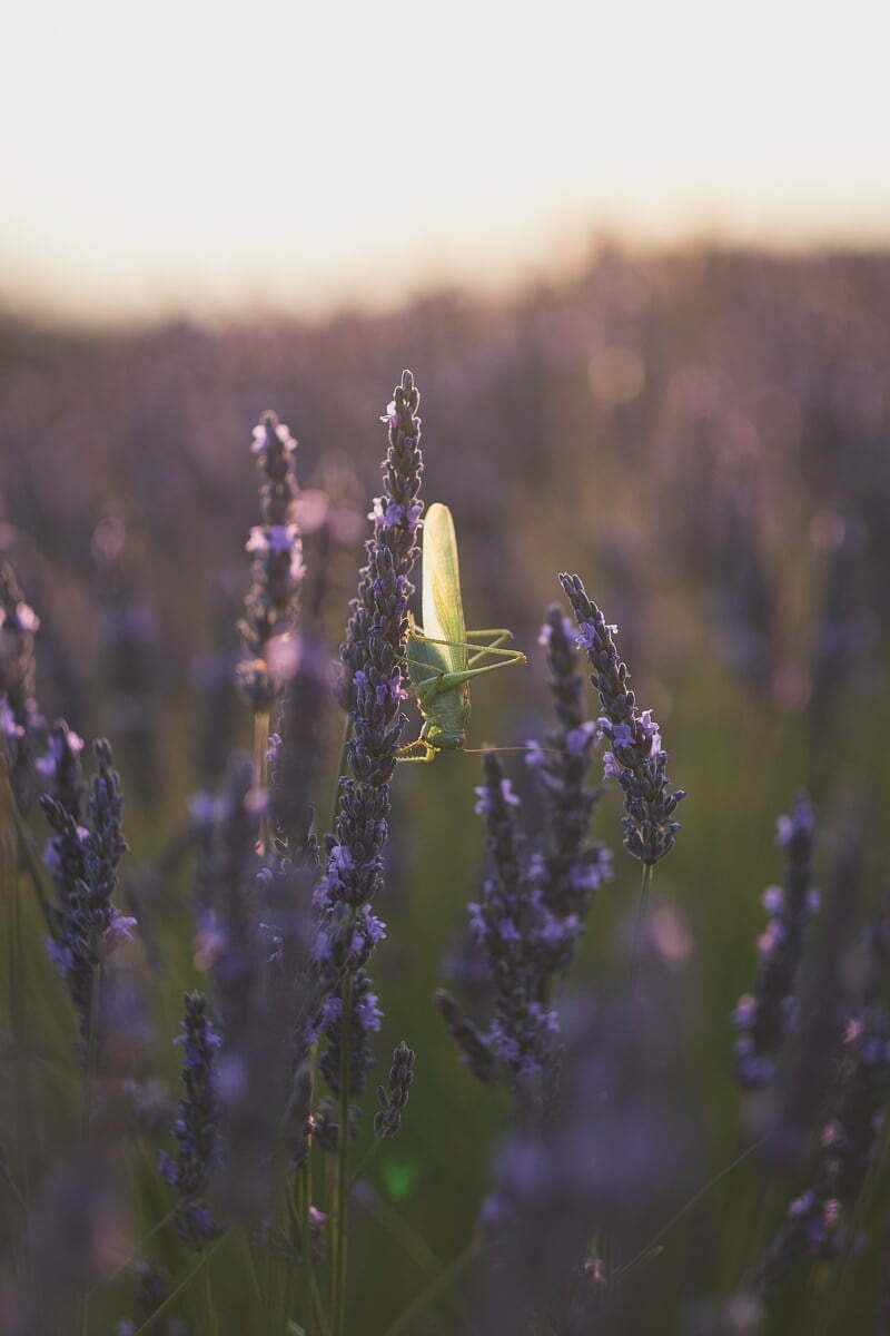Your French Riviera Family Photographer: Curating Timeless Family Heirlooms 8 Quiet moment during a family photography session in the lavender fields near Valensole
From French Riviera Photographer WildRoses