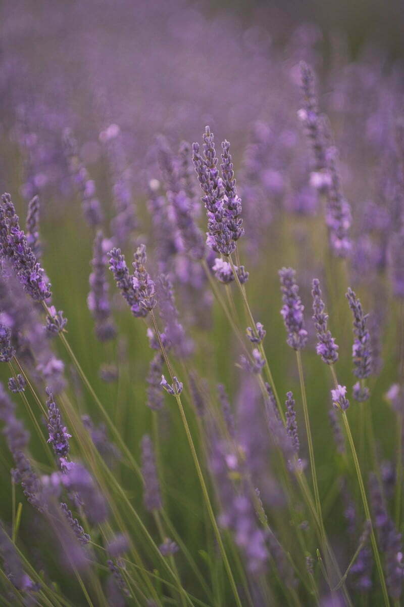 valensole lavender family photo session 2138