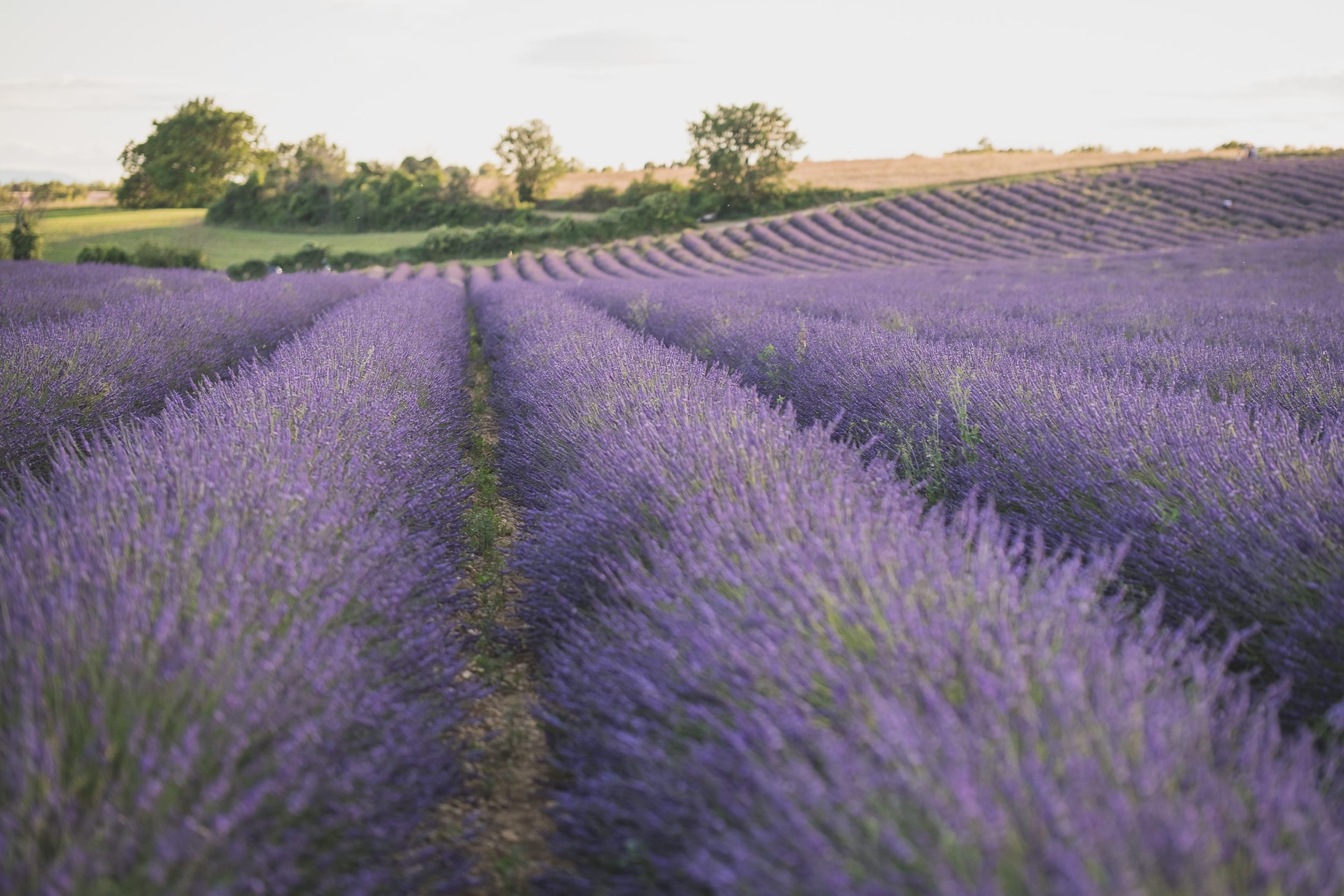 Family lavender photo session Valensole 3770