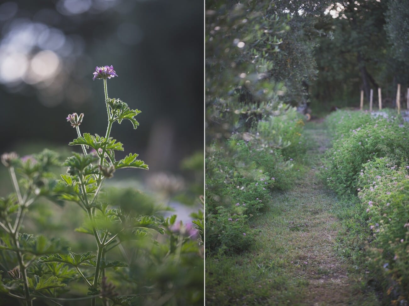 Domaine de Saint Sauveur 3 Domaine de Saint Sauveur Elopement Grasse 565279